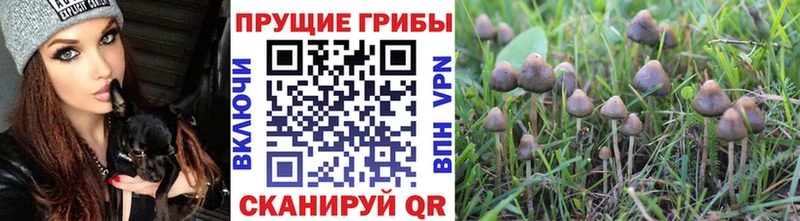 Галлюциногенные грибы ЛСД  что такое   Приморск 